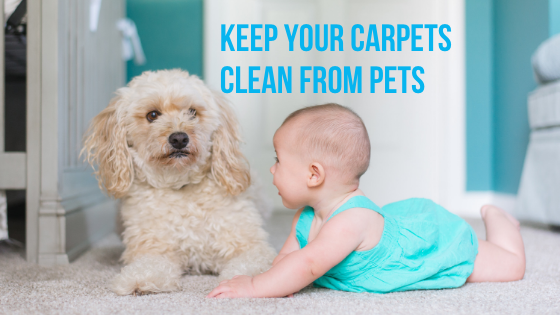 Best Tips in Keeping Your Carpets Clean From Pets